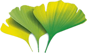 Ginkmedžio lapai